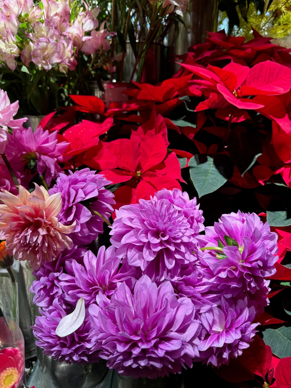 季節の花・店内 B02-017