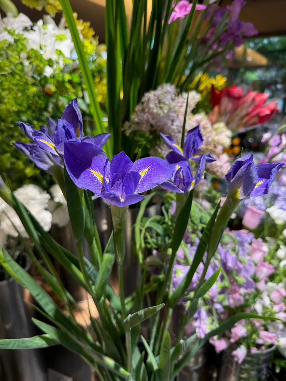 季節の花・店内 B04-187