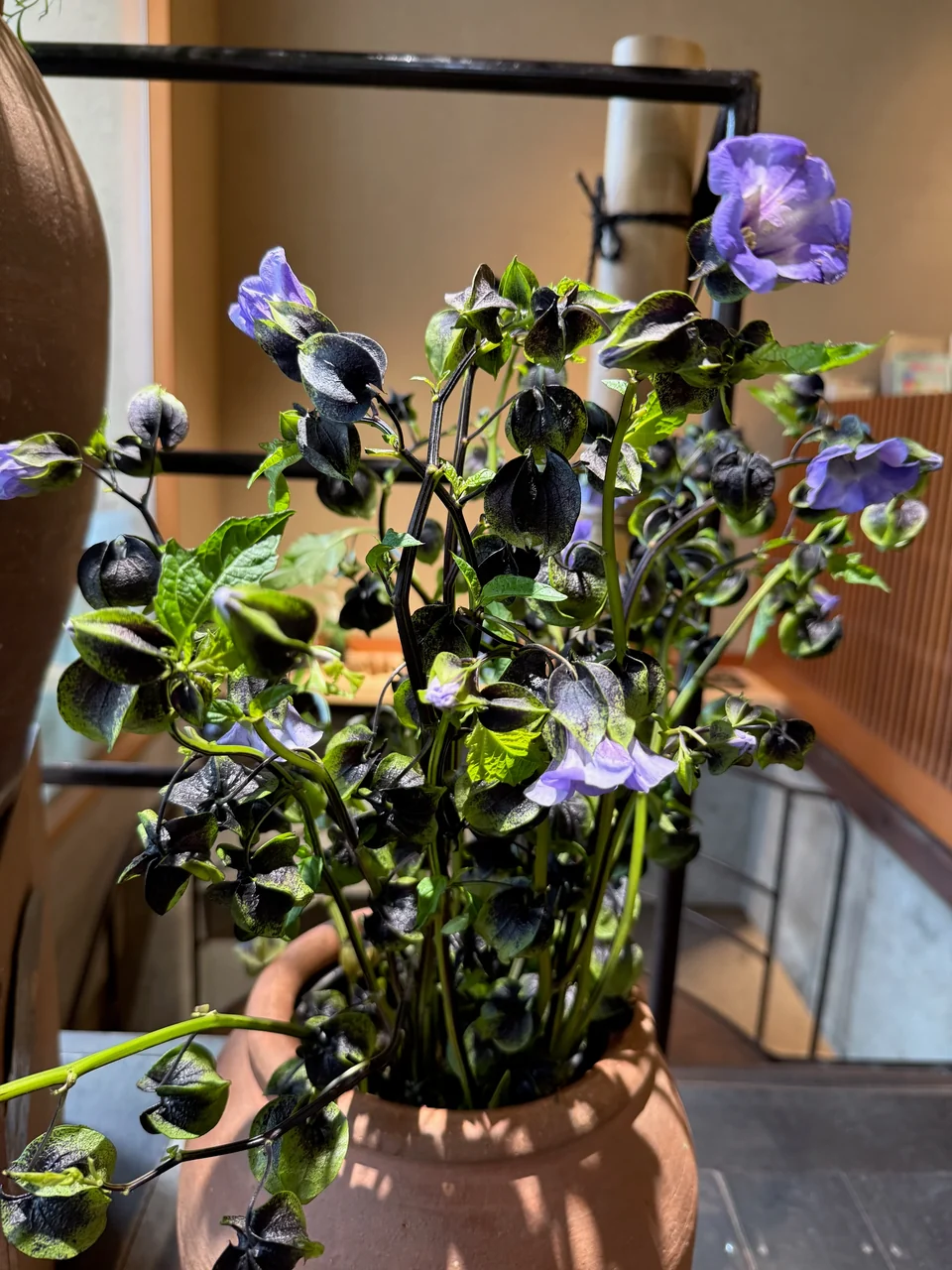 店内に並ぶ季節の花材 B03-034
