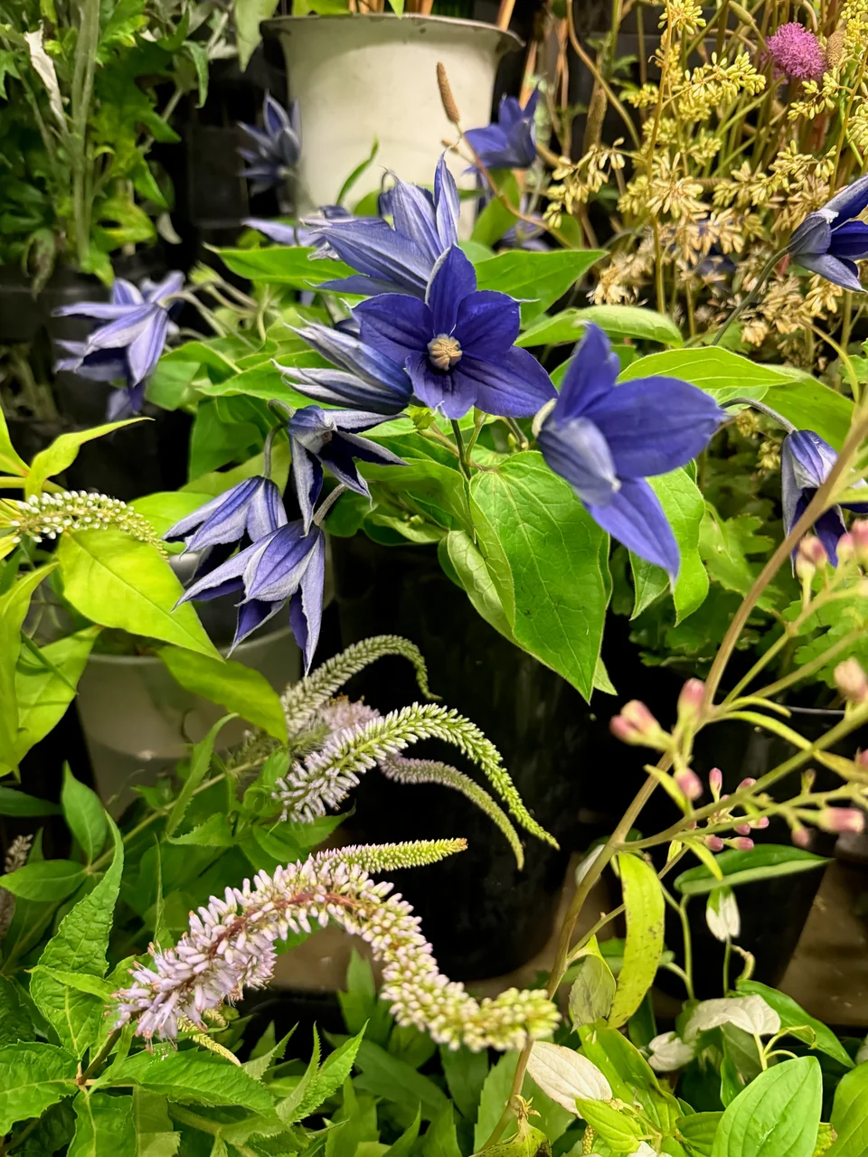 季節の花・店内 B04-048