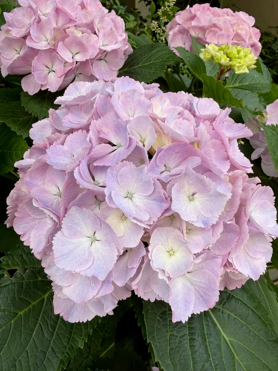 季節の花・店内 P021