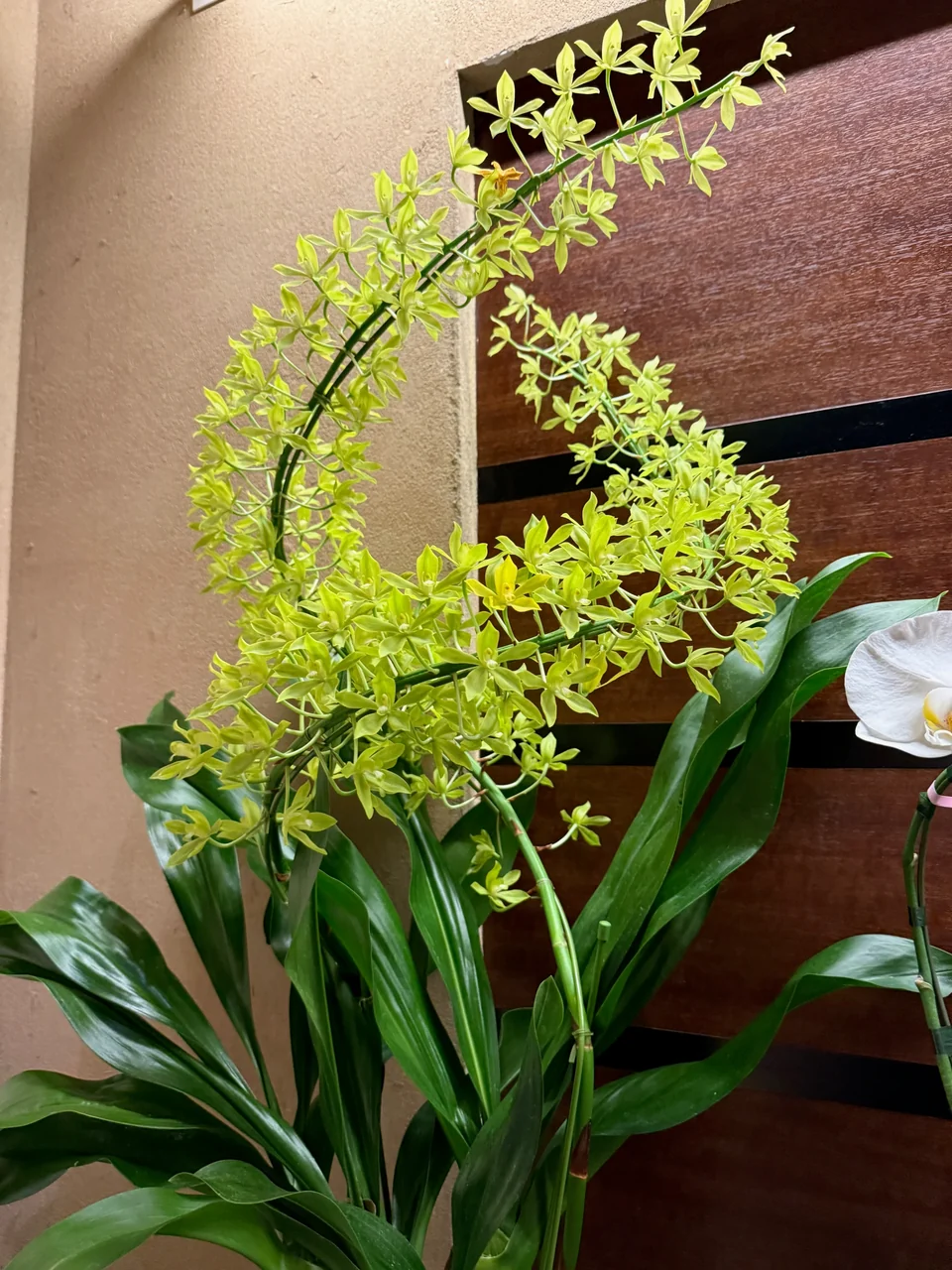 季節の花・店内 B03-076