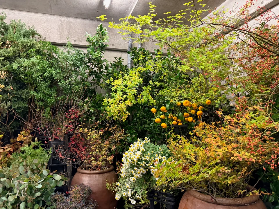 季節の植物が並ぶ花長の店先