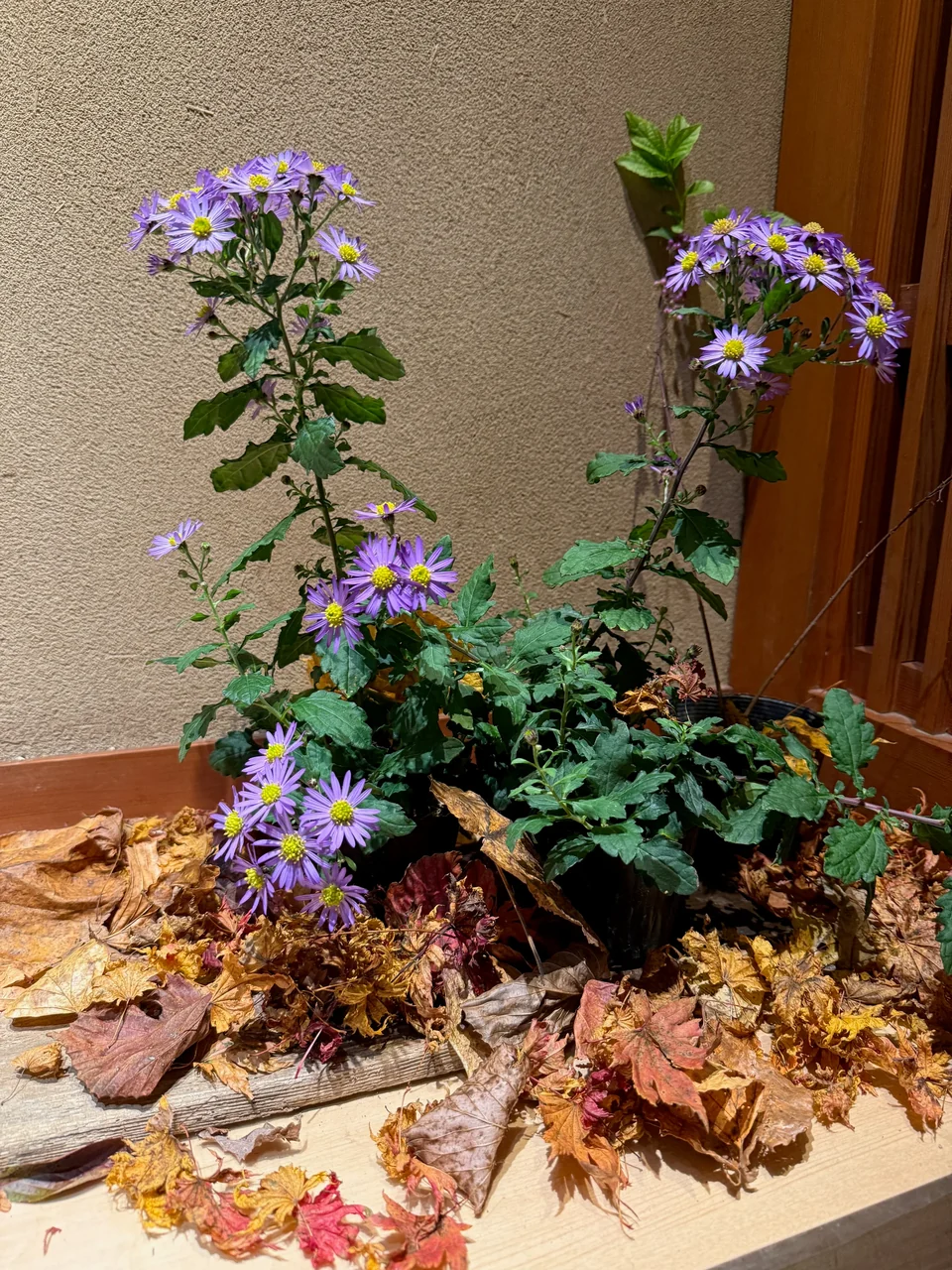 季節の花・店内 B03-017